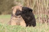 CHOW CHOW 229